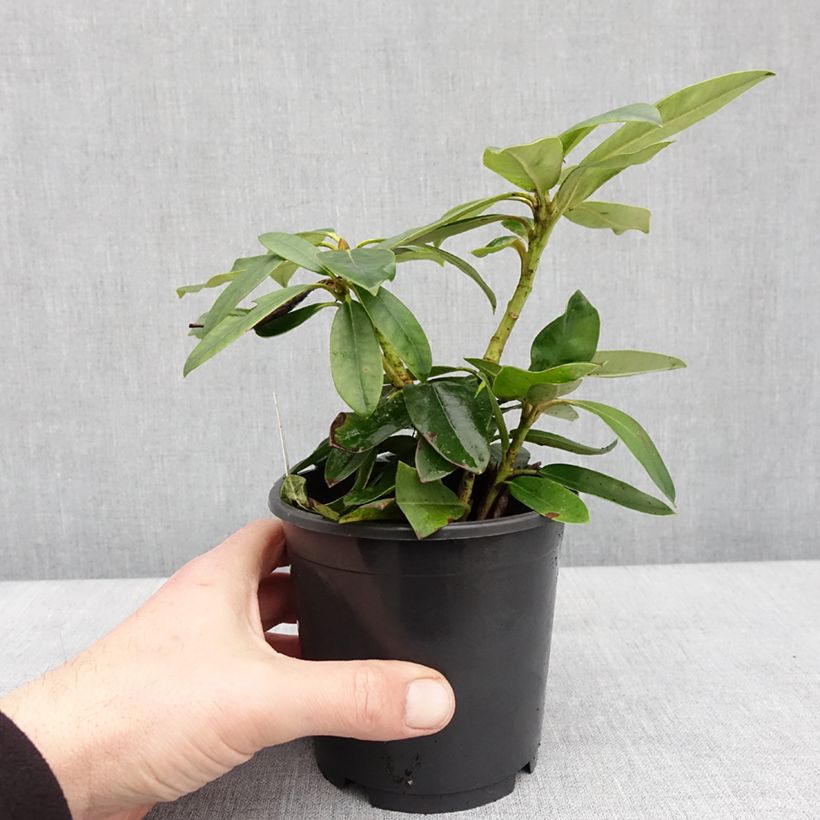 Example of Rhododendron Percy Wiseman - Rhododendron nain  Pot de 12 cm / 13 cm as you get in hiver
