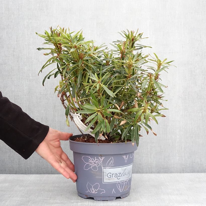 Example of Rhododendron ponticum Grazeasy Dark Pink Pot de 4L/5L as you get in hiver
