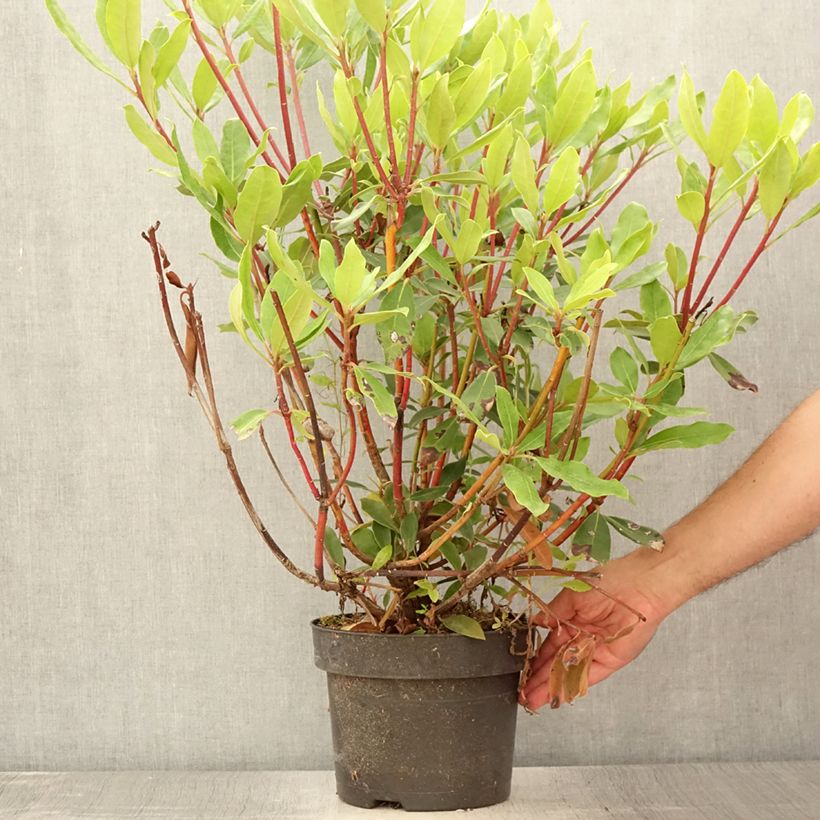 Example of Rhododendron ponticum Roseum Pot de 4L/5L as you get in ete