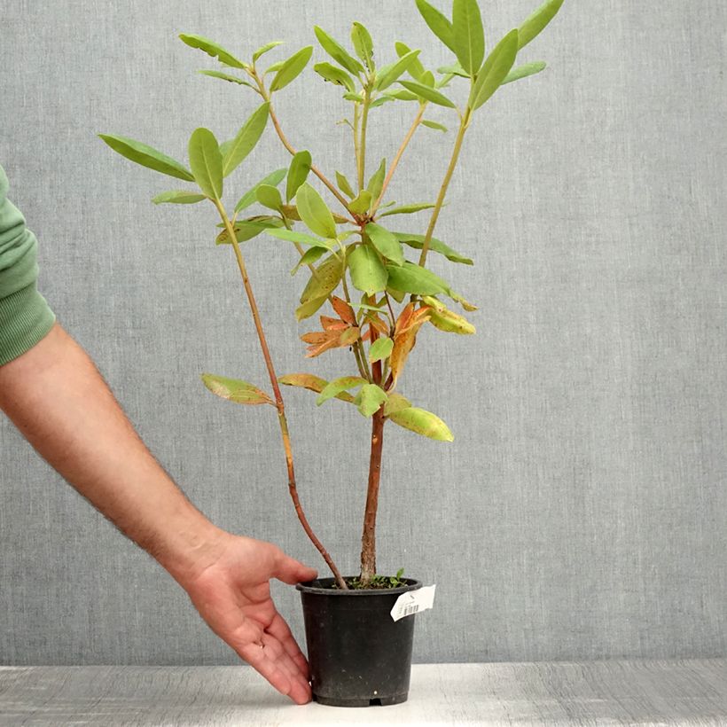 Example of Rhododendron Roseum Elegans - Grand rhododendron Pot de 12 cm / 13 cm as you get in ete