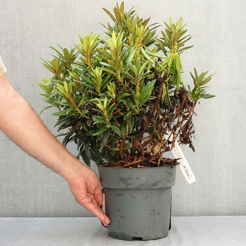 Example of Rhododendron roxieanum Blewbury - Rhododendron nain Pot de 4L/5L as you get in ete