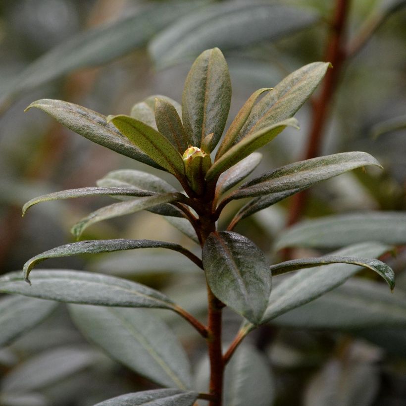 Rhododendron Saffron Queen - Rhododendron nain (Foliage)