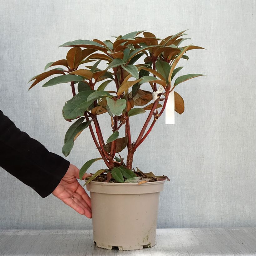 Example of Rhododendron Sir Charles Lemon - Grand rhododendron. Pot de 4L/5L as you get in automne