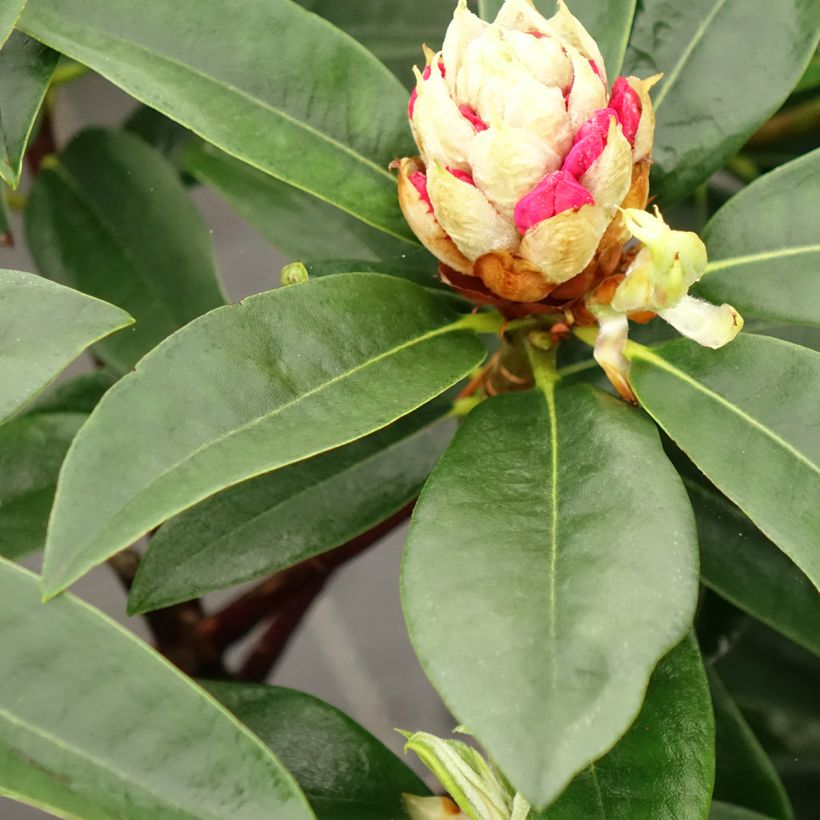 Rhododendron Souvenir de J. Broughton - Grand rhododendron (Foliage)