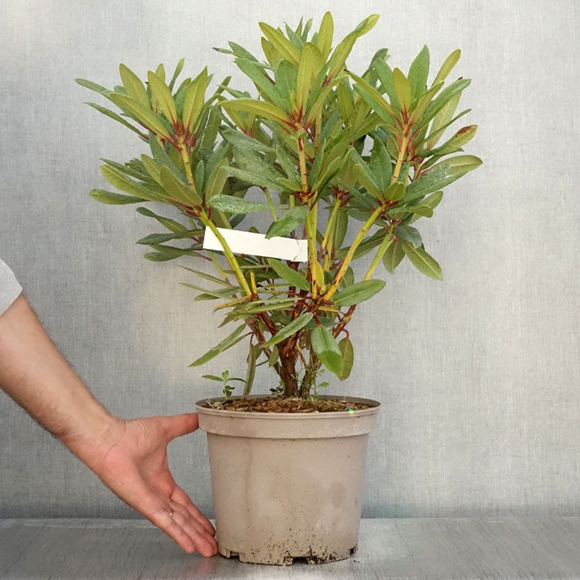 Example of Rhododendron Tortoiseshell Orange Pot de 4L/5L as you get in automne