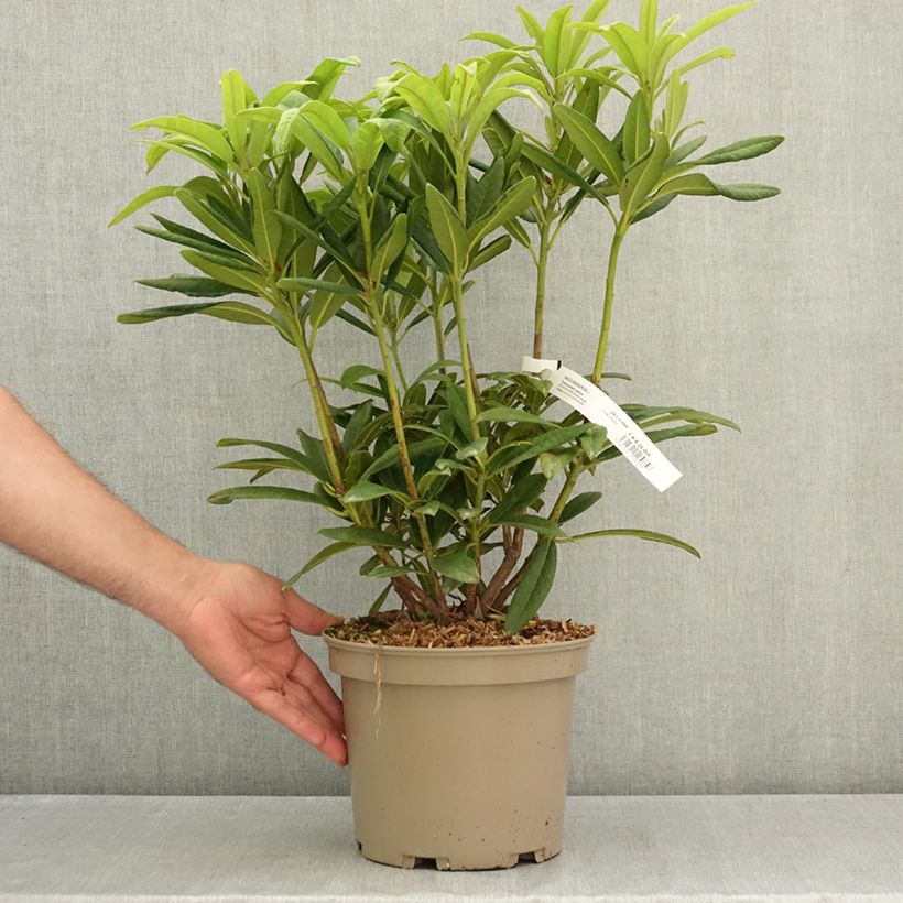 Example of Rhododendron Tortoiseshell Yellow Pot de 4L/5L as you get in ete