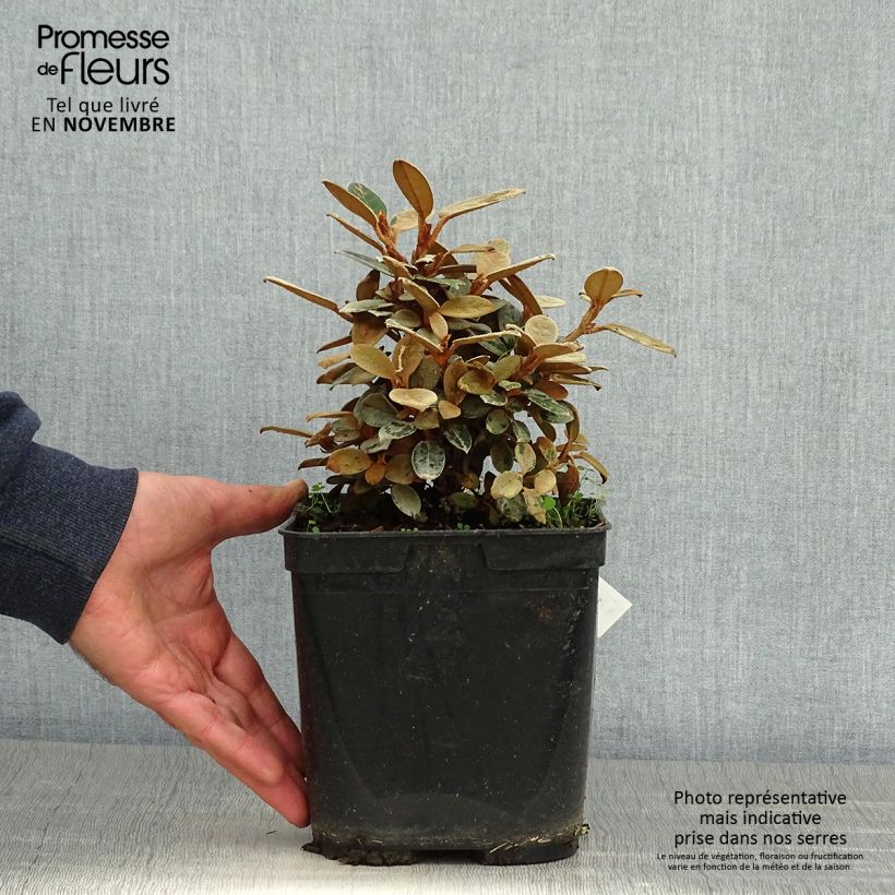 Example of Rhododendron tsariense - rhododendron botanique Pot de 3L/4L as you get in automne