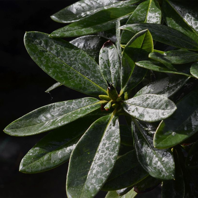 Rhododendron Unique Marmalade - Grand Rhododendron (Foliage)
