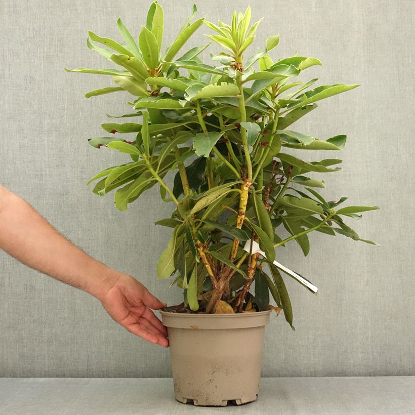 Example of Rhododendron Vallée de l'Odet Pot de 4L/5L as you get in ete