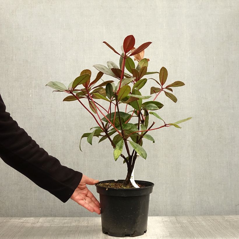 Example of Rhododendron vireya Aertrycke Pot de 3L/4L as you get in automne