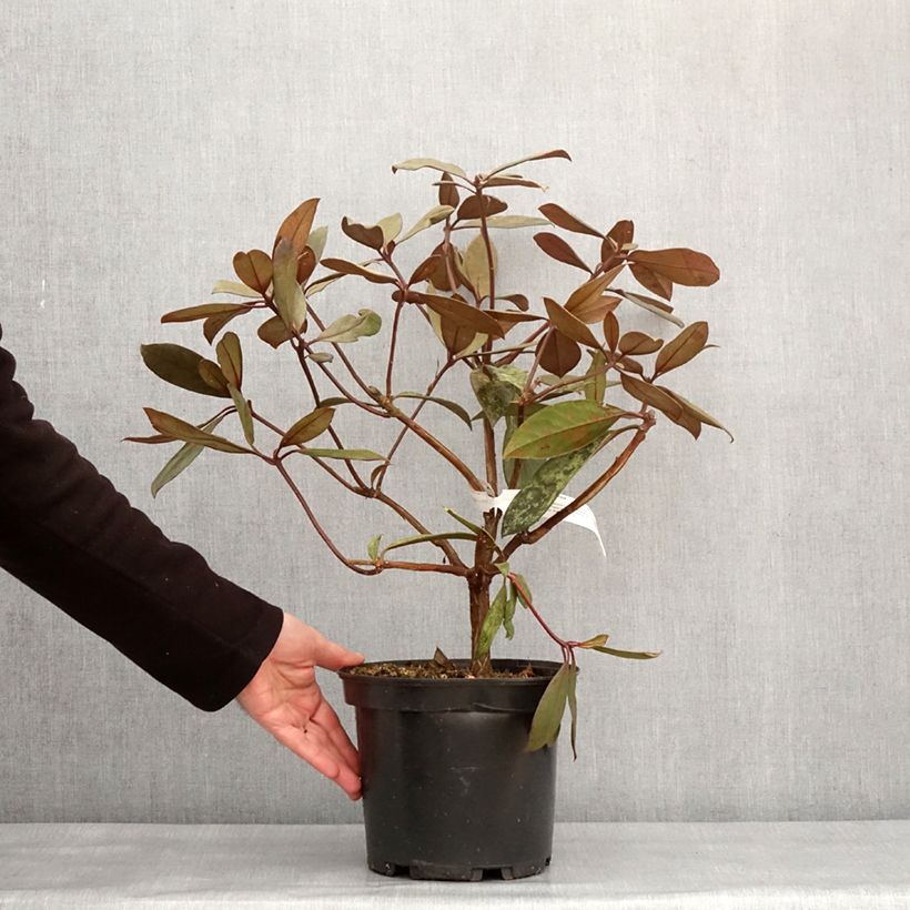Example of Rhododendron vireya Calavar Pot de 3L/4L as you get in hiver