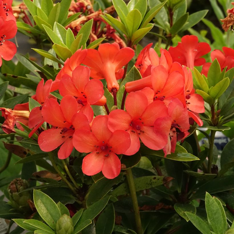 Rhododendron vireya Hendrick's ker (Flowering)