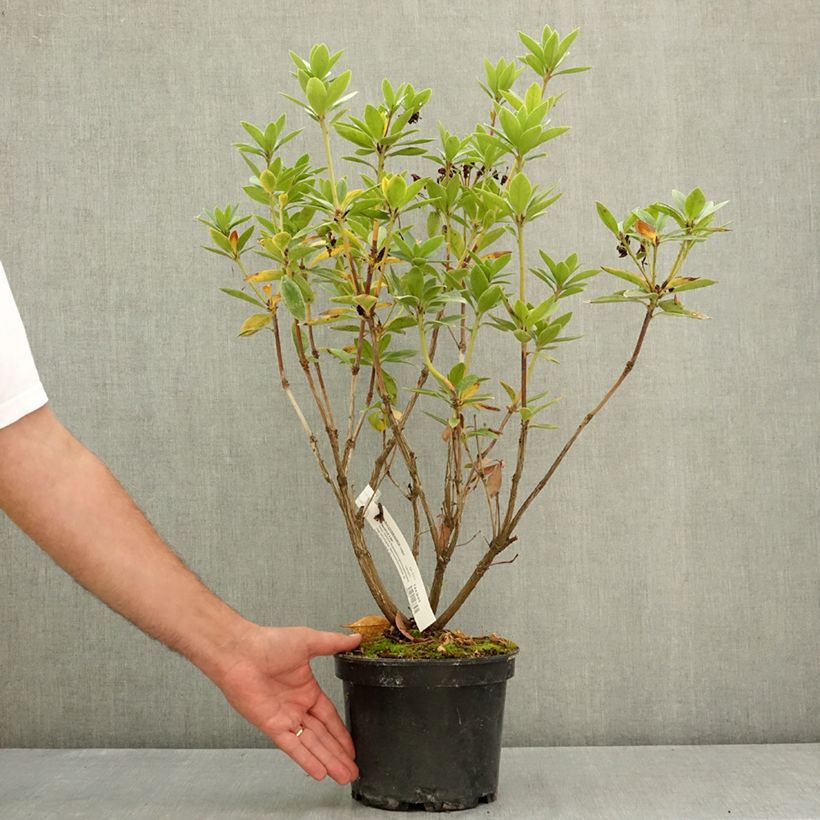Example of Rhododendron vireya Hendrick's ker Pot de 3L/4L as you get in ete