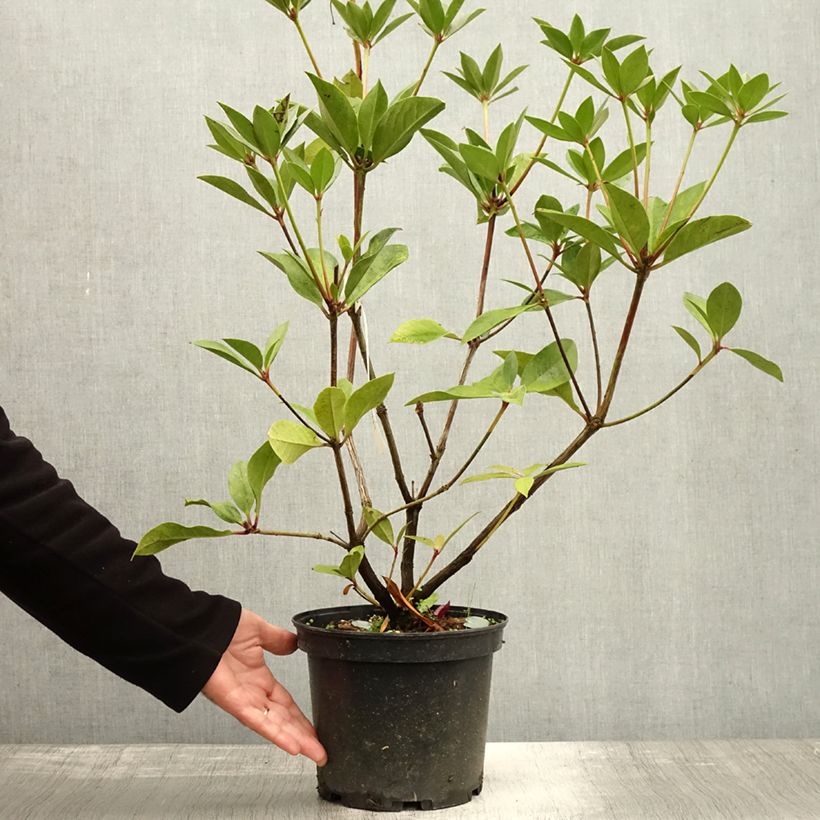Example of Rhododendron vireya Oogappel Pot de 3L/4L as you get in automne