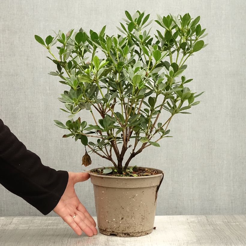 Example of Rhododendron vireya Saxon blush Pot de 3L/4L as you get in automne