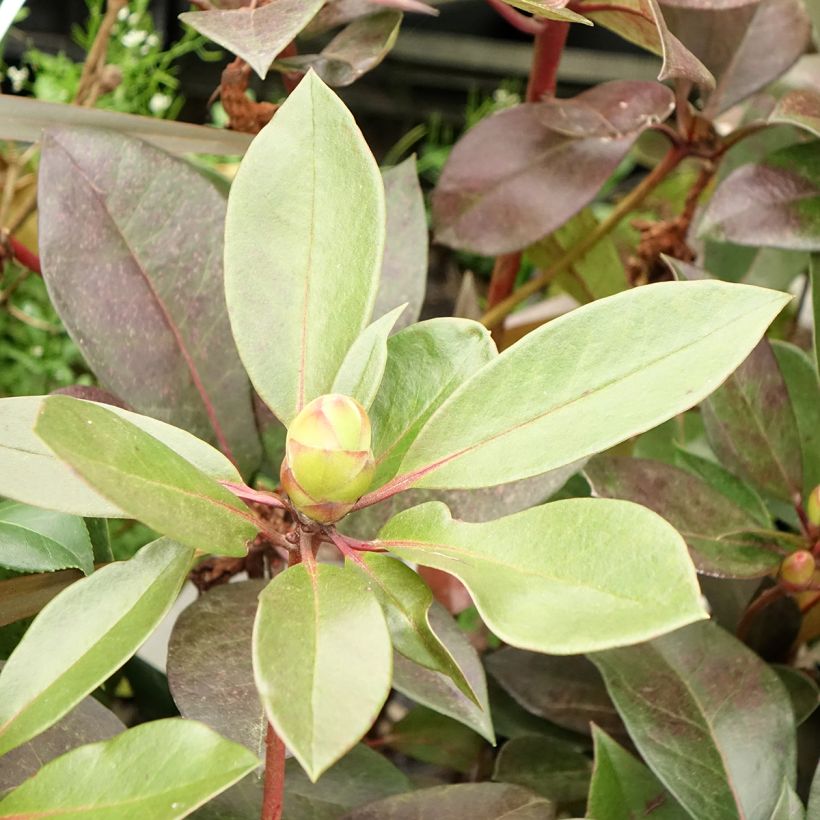 Rhododendron vireya Strawberry Parfait (Foliage)