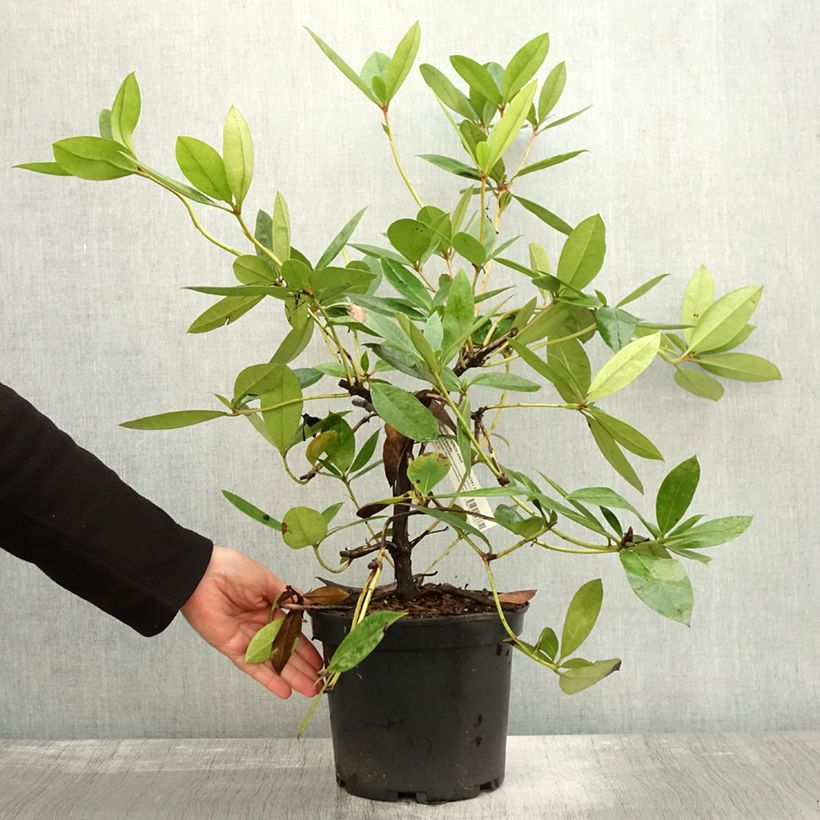 Example of Rhododendron vireya Vladimir Bukovski Pot de 3L/4L as you get in automne