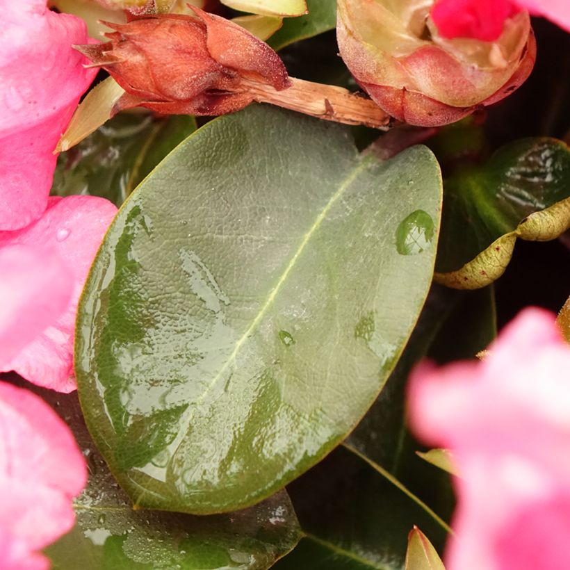 Rhododendron williamsianum Gartendirektor Glocker (Foliage)
