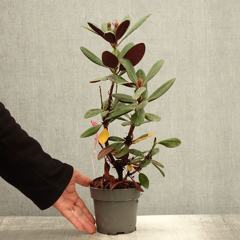 Example of Rhododendron Wine & Roses Pot de 12 cm / 13 cm as you get in automne