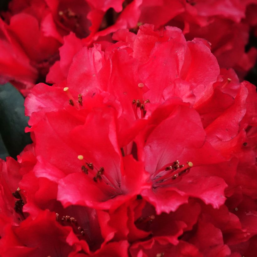 Rhododendron x haematodes Lisetta - Rhododendron nain (Flowering)