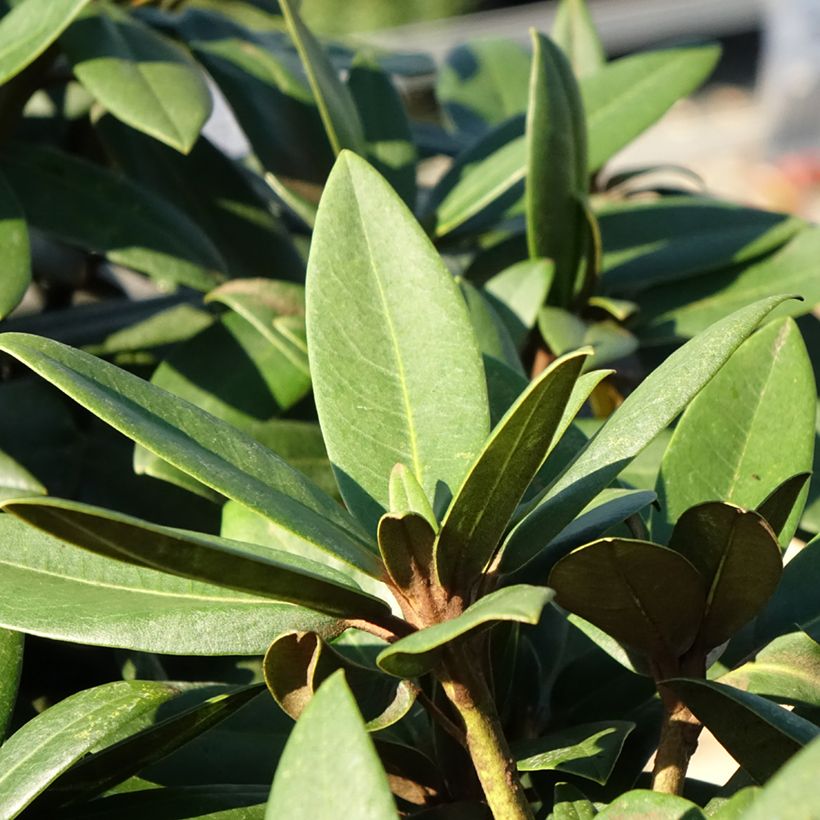 Rhododendron yakushimanum Anuschka - Rhododendron nain (Foliage)