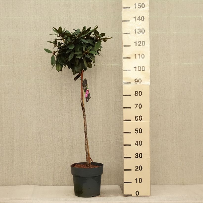 Example of Rhododendron yakushimanum Anuschka - Rhododendron nain Pot de 7,5L/10L, Tige as you get in automne