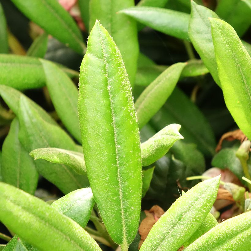 Rhododendron yakushimanum Barbarella - Rhododendron nain (Foliage)