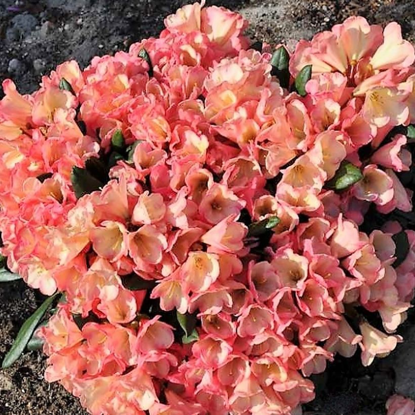 Rhododendron yakushimanum Barbarella - Rhododendron nain (Plant habit)