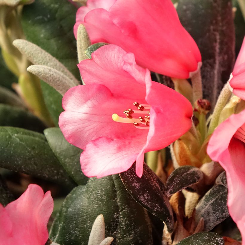 Rhododendron yakushimanum Debbie Dane - Rhododendron nain (Flowering)