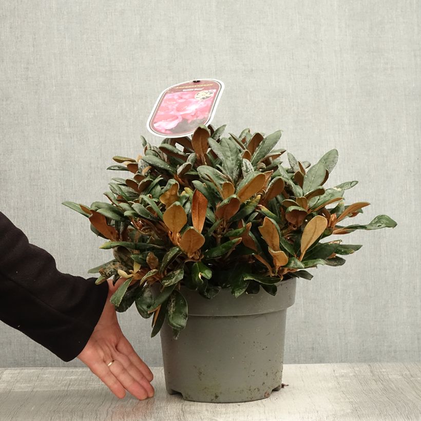 Example of Rhododendron yakushimanum Debbie Dane - Rhododendron nain Pot de 4L/5L as you get in automne