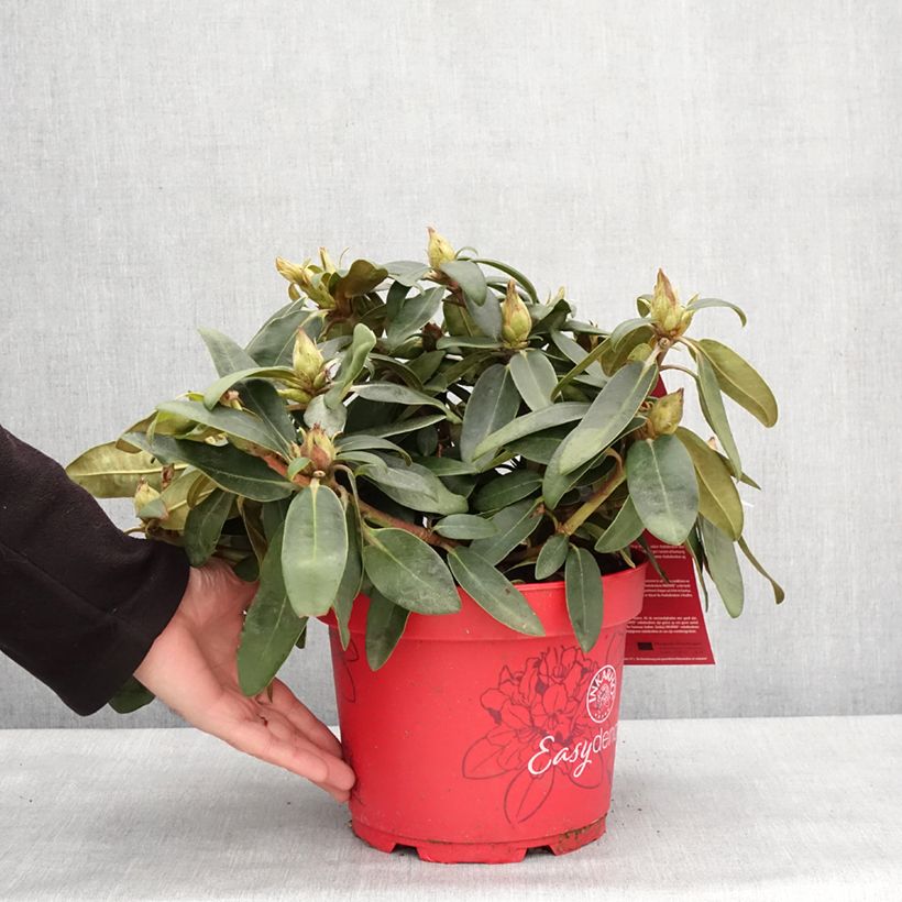 Example of Rhododendron yakushimanum Easydendron INKARHO Bohlken's Roter Stern  Pot de 4L/5L as you get in hiver