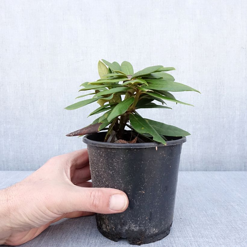 Example of Rhododendron yakushimanum Kalinka - Rhododendron nain Pot de 12 cm / 13 cm as you get in hiver