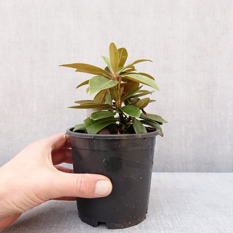 Example of Rhododendron yakushimanum Morgenrot - Rhododendron nain Pot de 12 cm / 13 cm as you get in hiver
