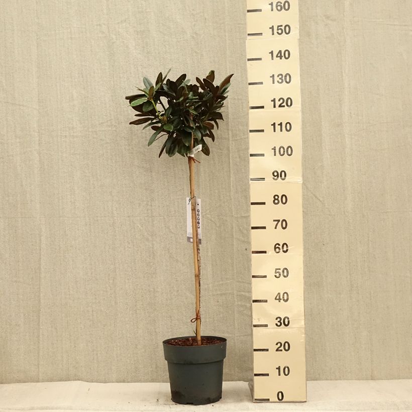 Example of Rhododendron yakushimanum Morgenrot - Rhododendron nain Pot de 7,5L/10L, Tige as you get in automne