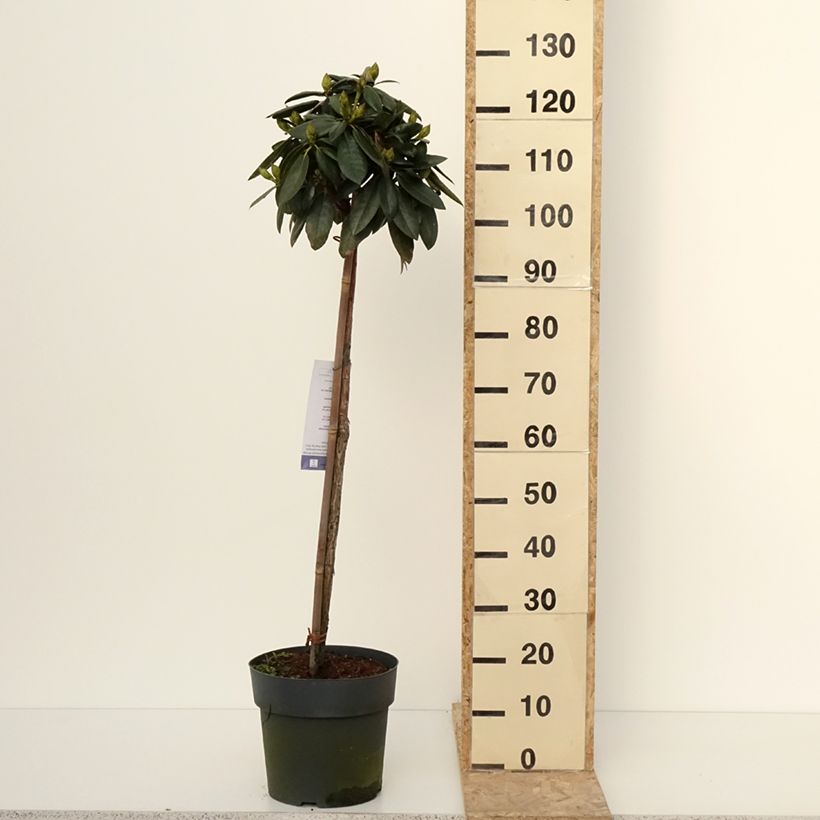 Example of Rhododendron yakushimanum Polaris - Rhododendron nain Pot de 7,5L/10L, Tige as you get in hiver