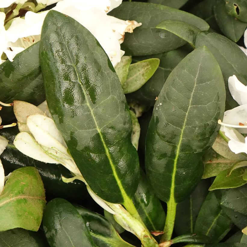 Rhododendron yakushimanum Porzellan - Rhododendron nain (Foliage)