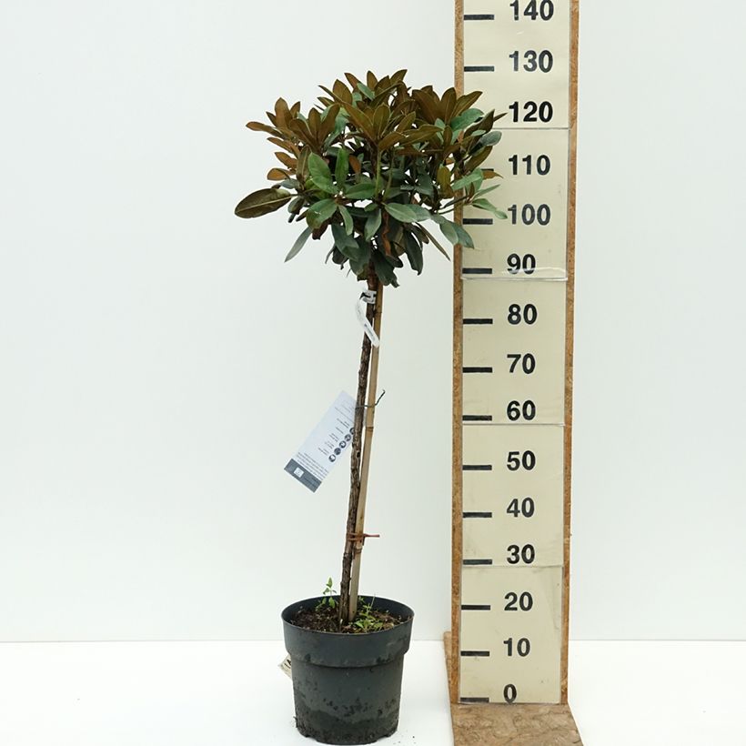 Example of Rhododendron yakushimanum Tina Heinje - Rhododendron nain Pot de 7,5L/10L, Tige as you get in ete