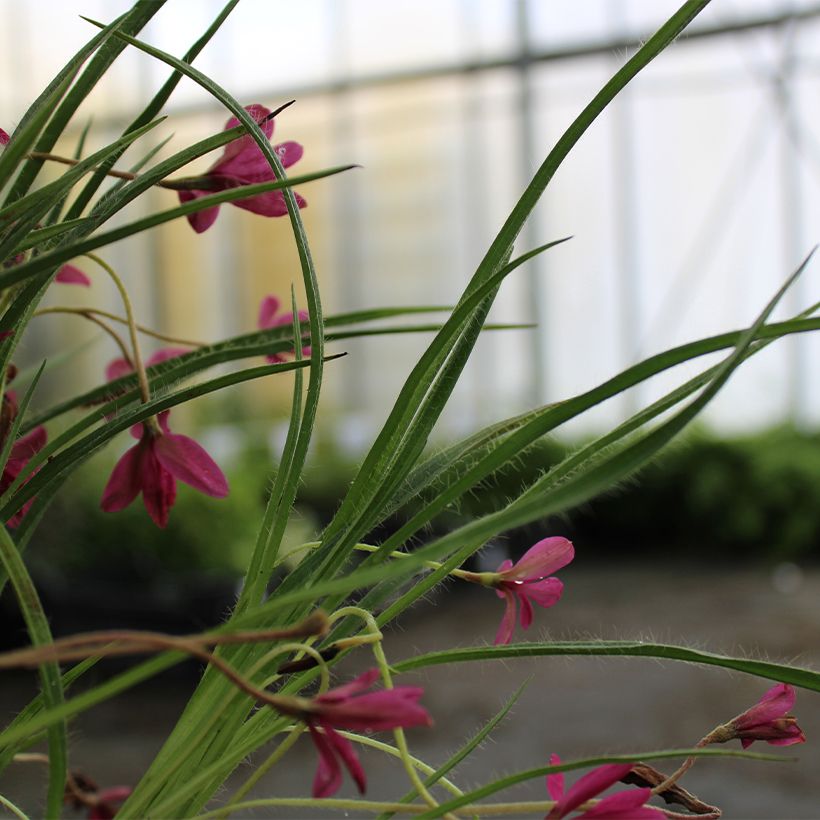 Rhodoxis hybride Beverly - Rhodohypoxis (Foliage)