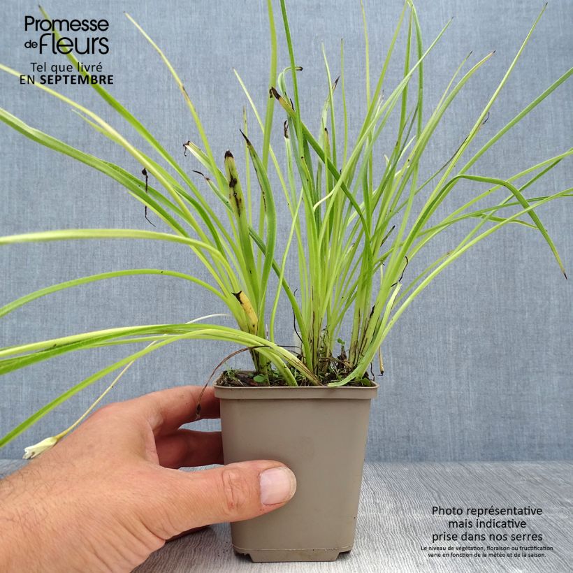 Example of Rhodoxis Summer Stars Peppermint Godet de 8/9 cm as you get in automne