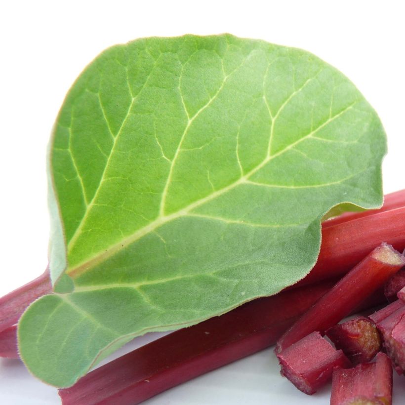 Rhubarbe Canada Red (Foliage)
