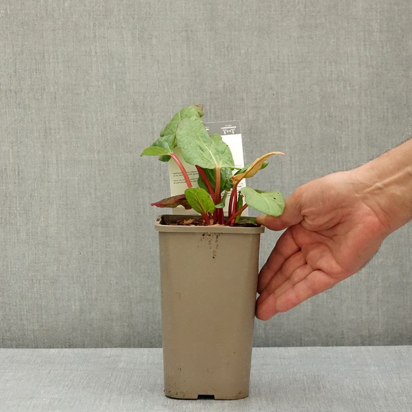 Example of Rhubarbe Canada Red Pot de 1L/1,5L as you get in ete