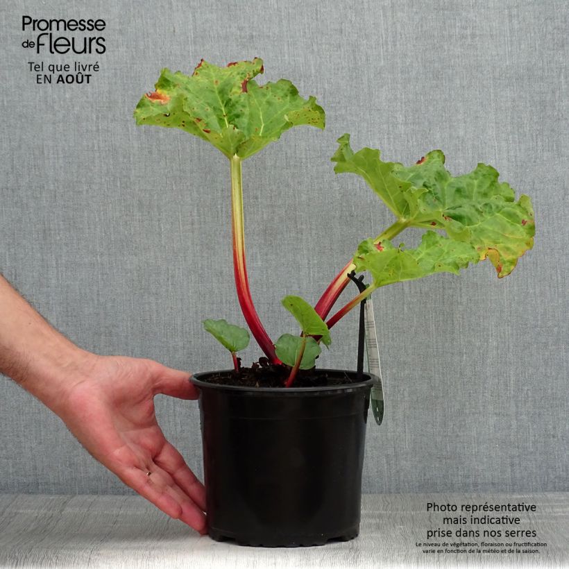 Example of Rhubarbe Frambozen Rood Pot de 2L/3L as you get in ete