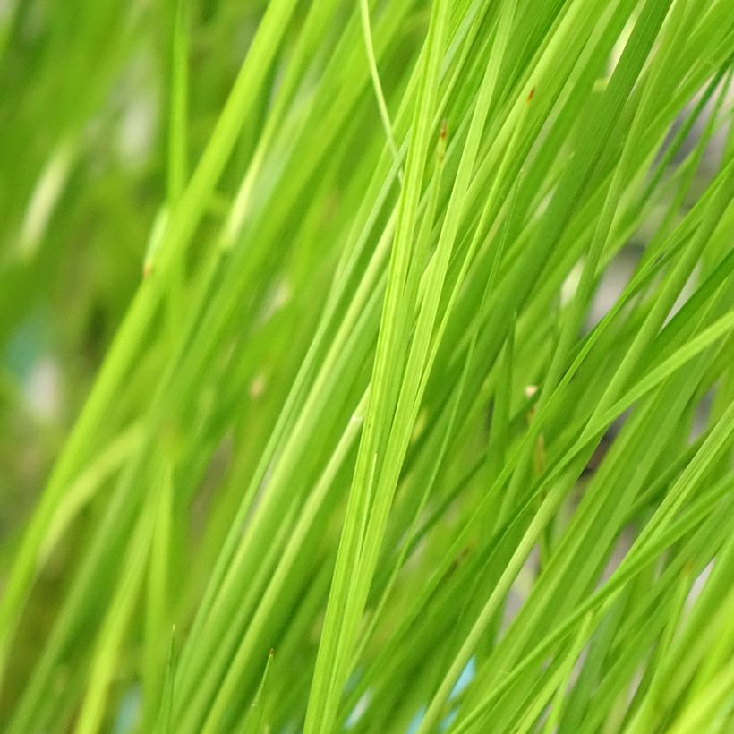 Rhynchospora colorata - Danseuse Etoile  (Foliage)