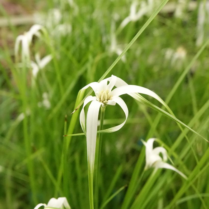 Rhynchospora colorata - Danseuse Etoile  (Flowering)