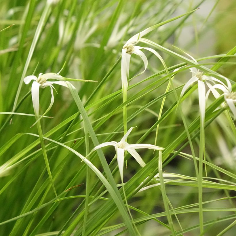 Rhynchospora colorata - Danseuse Etoile  (Plant habit)