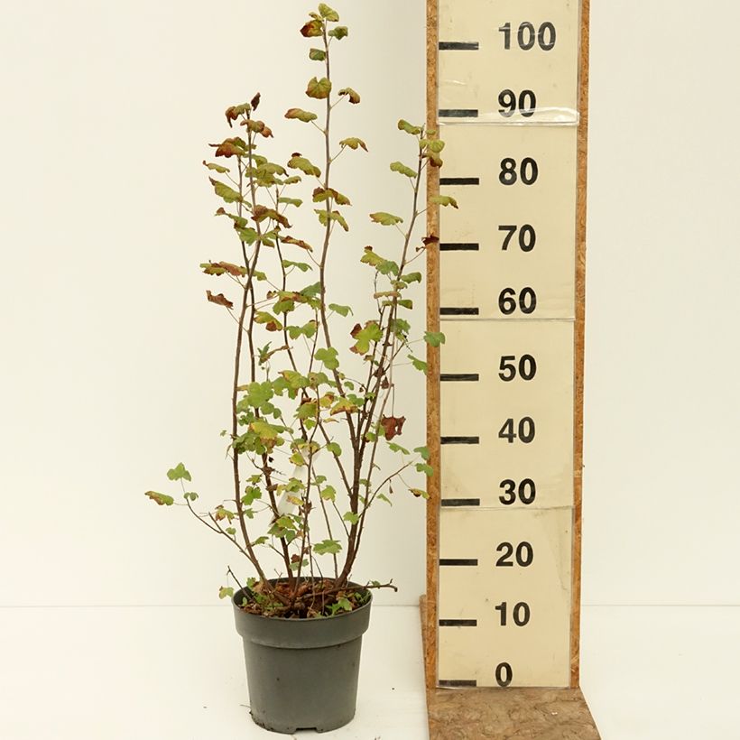 Example of Ribes sanguineum Amore - Groseillier à fleurs Pot de 4L/5L as you get in ete