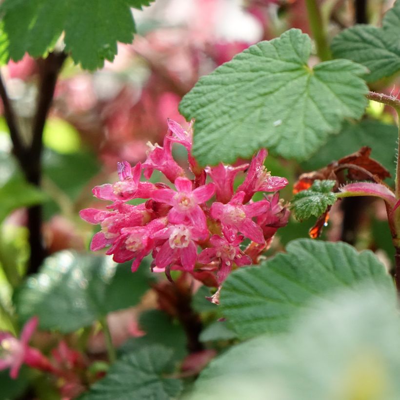 Ribes sanguineum Johannie PinkPomp - Groseillier à fleurs (Flowering)