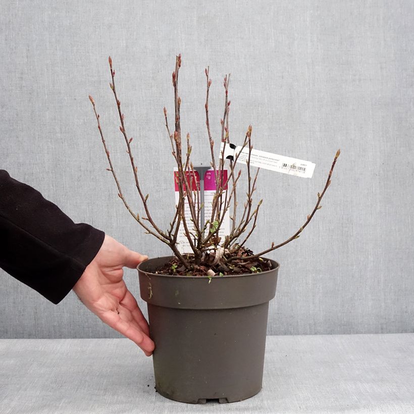 Example of Ribes sanguineum Johannie PinkPomp - Groseillier à fleurs Pot de 4L/5L as you get in hiver