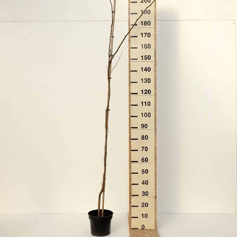 Example of Robinia pseudoacacia Altdorf - Robinier faux acacia doré Pot de 4L/5L as you get in hiver