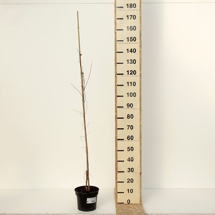 Example of Robinia pseudoacacia Coluteoides - Robinier faux acacia Pot de 4L/5L as you get in hiver